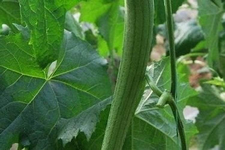 丝瓜不结瓜有什么补救方法