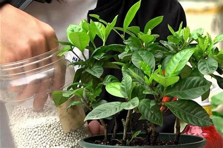 油菜缺磷有哪些症状？