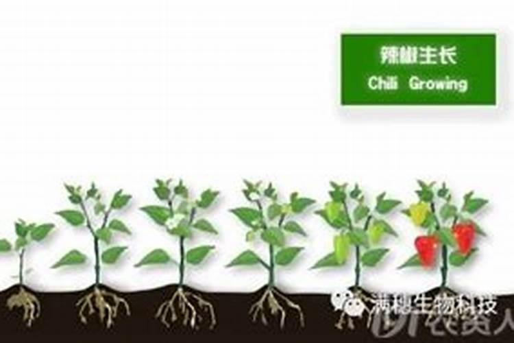 盆栽辣椒施肥方法