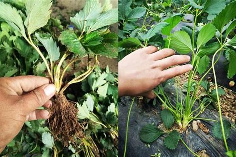 天堂鸟如何施肥？