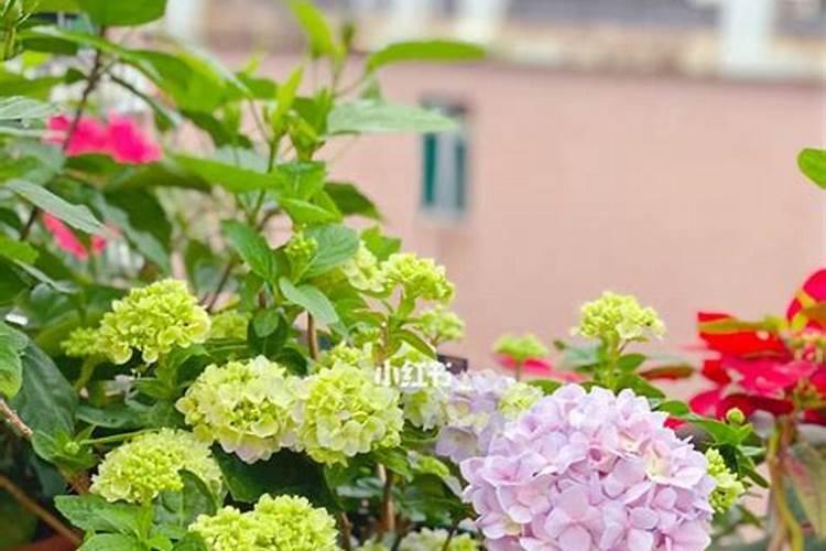 绣球花开花期间怎么施肥