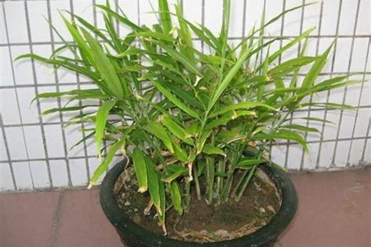 生姜根部增大要用什么肥料？生姜根茎块膨大素哪家好？