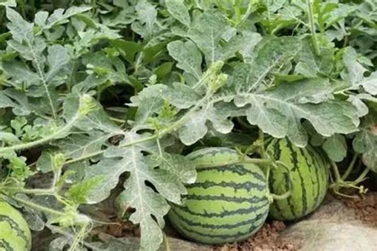 种西瓜需要什么肥料