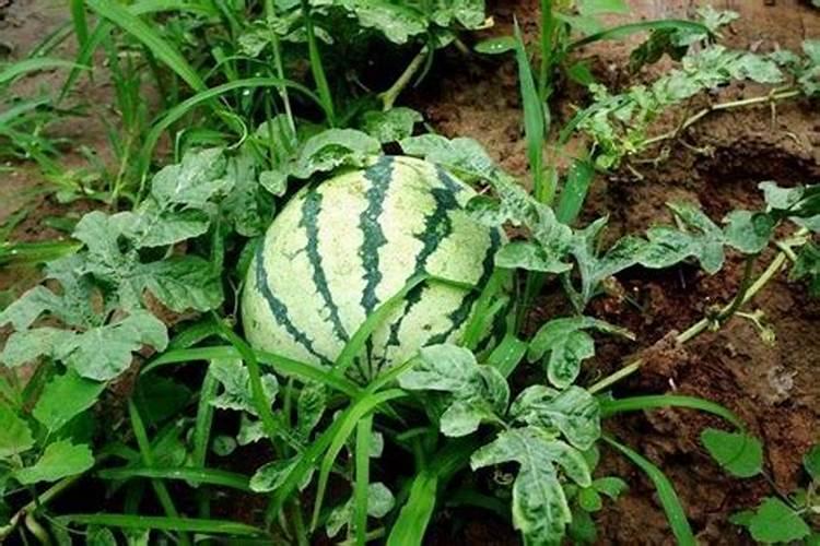 西瓜用什么根茎块膨大素好？西瓜结果期施什么肥料好？