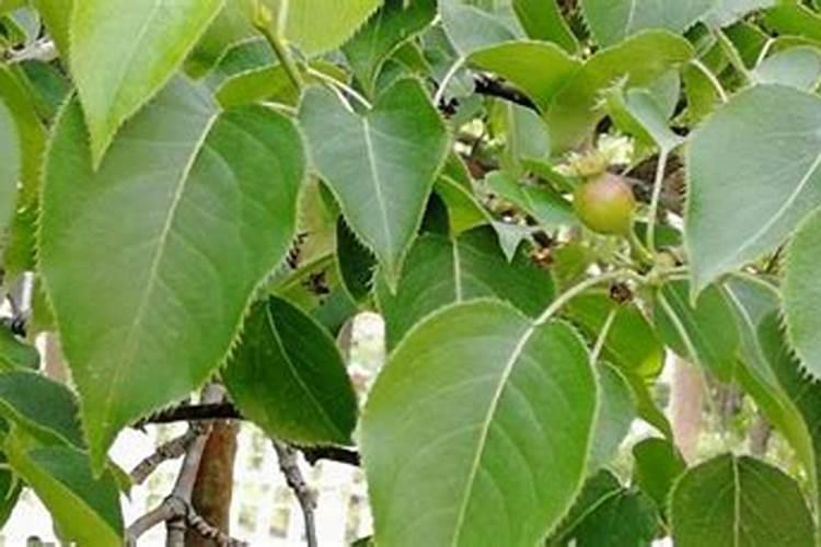 梨树什么时候施肥料最好