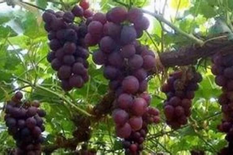 葡萄挂果后如何施肥