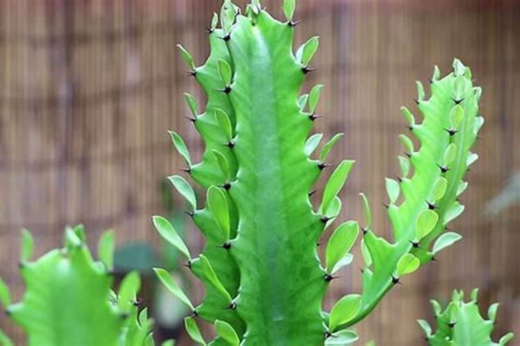 龙骨花施什么肥最好