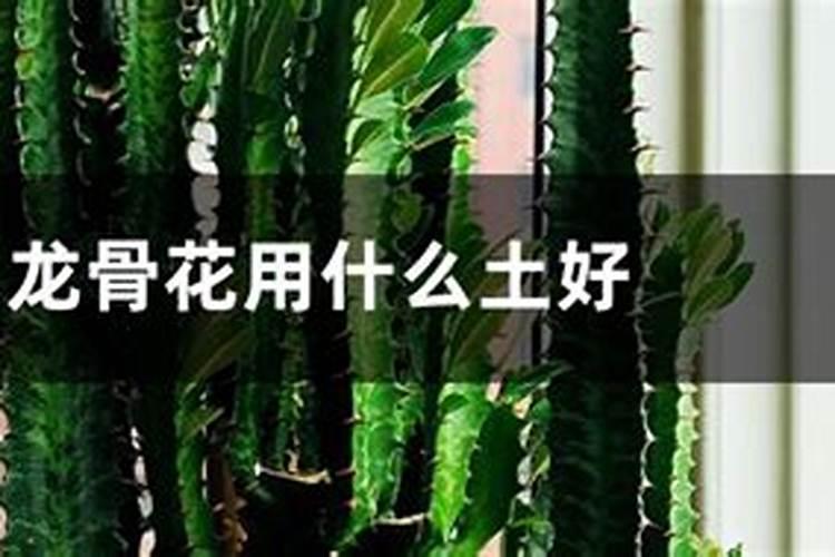 龙骨花怎么施肥