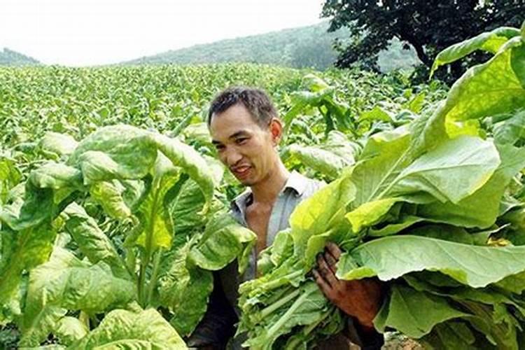 一亩烤烟用多少钾肥 什么时候施钾肥好