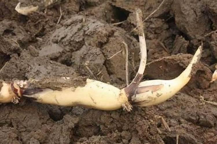 五月份种植洋葱不移栽可以吗