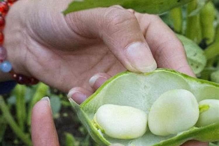 兰花豆种植时间 什么季节栽种最好