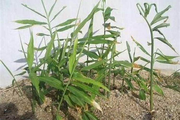 反季节姜的种植