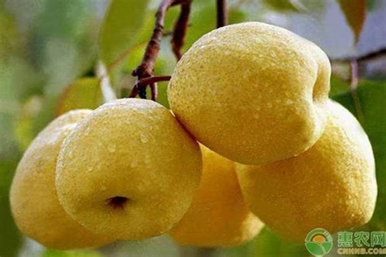 梨树冬季施什么肥好