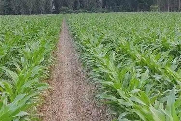 玉米用什么含量的肥料