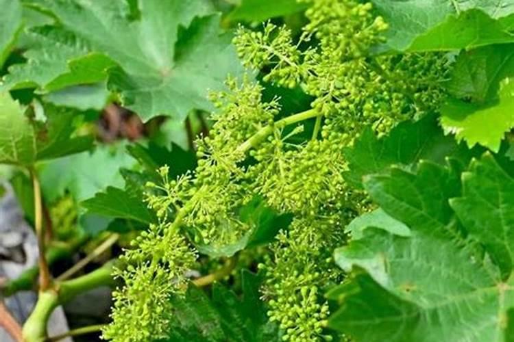 葡萄花后施什么肥料