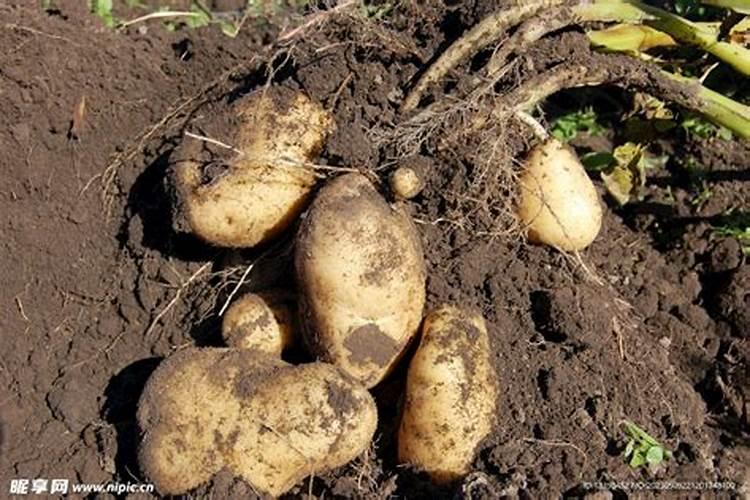 洋芋开花能施肥吗 施什么肥效果好