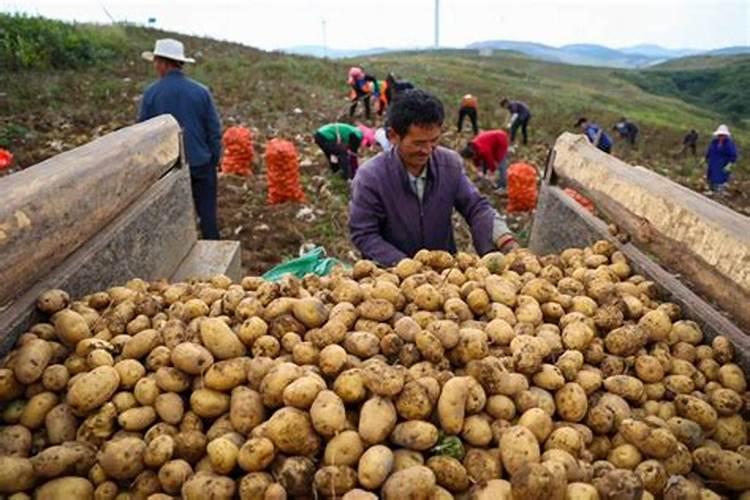 马铃薯对养分的要求