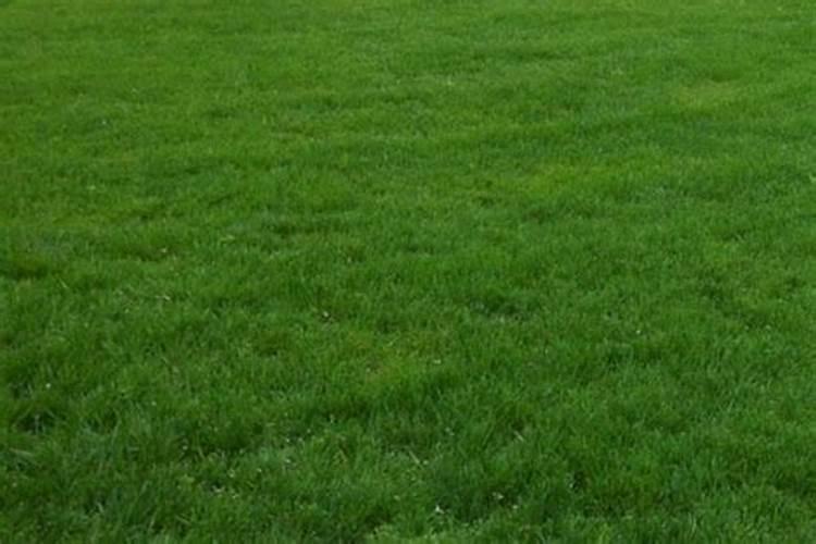 高磷水溶肥什么时候用？