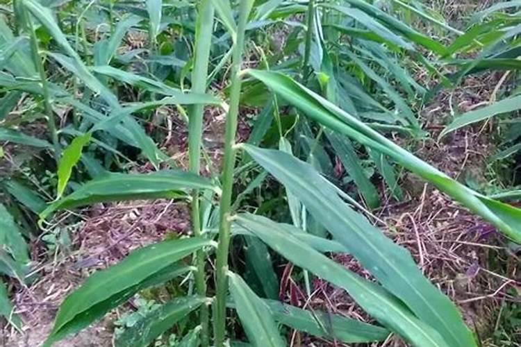 什么水质适合投放鱼苗