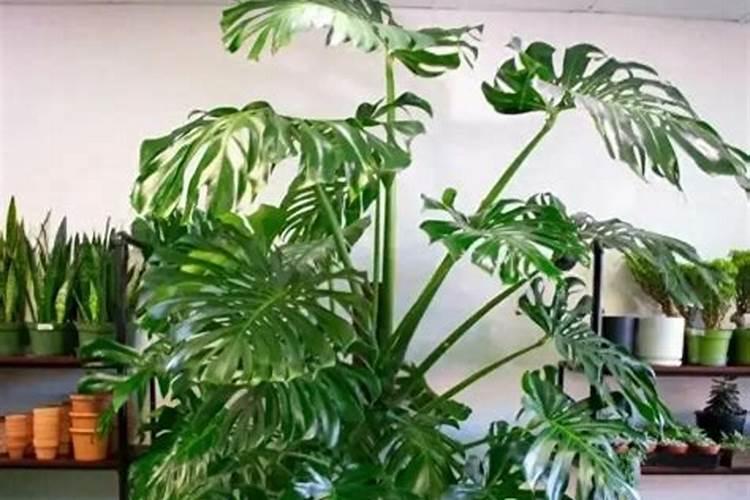 小区绿化草坪下什么肥怎样下