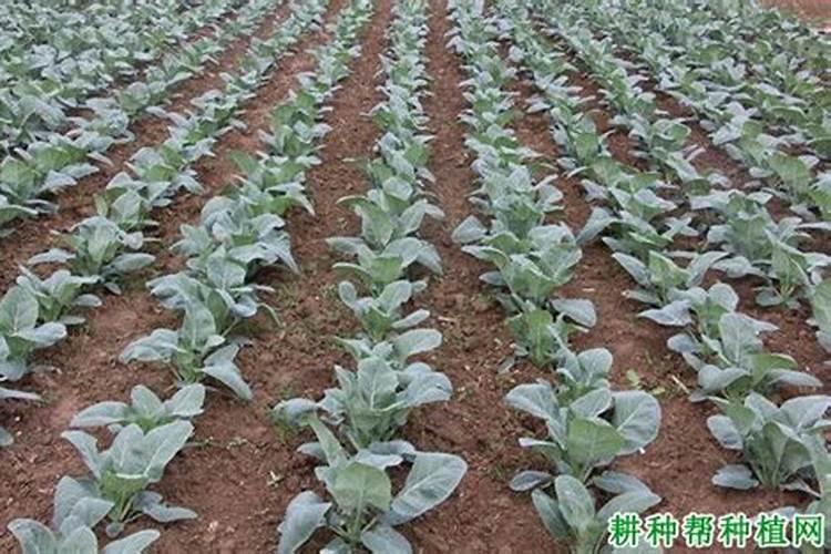 散叶生菜定植缓苗后肥水怎么用？？