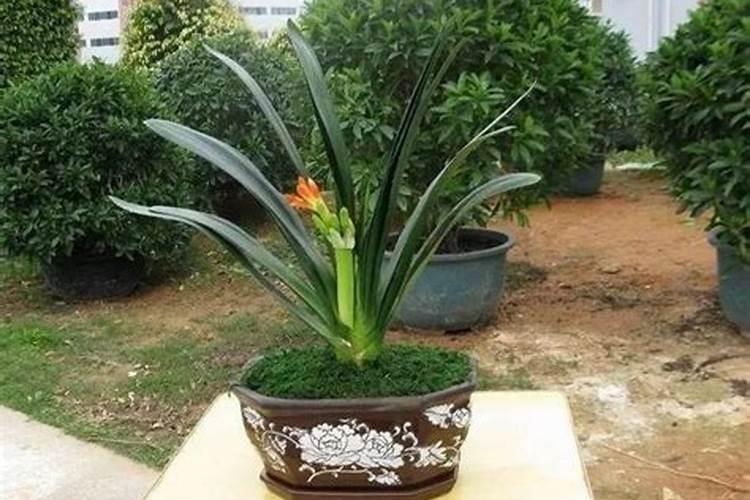 冬季君子兰要不要施肥