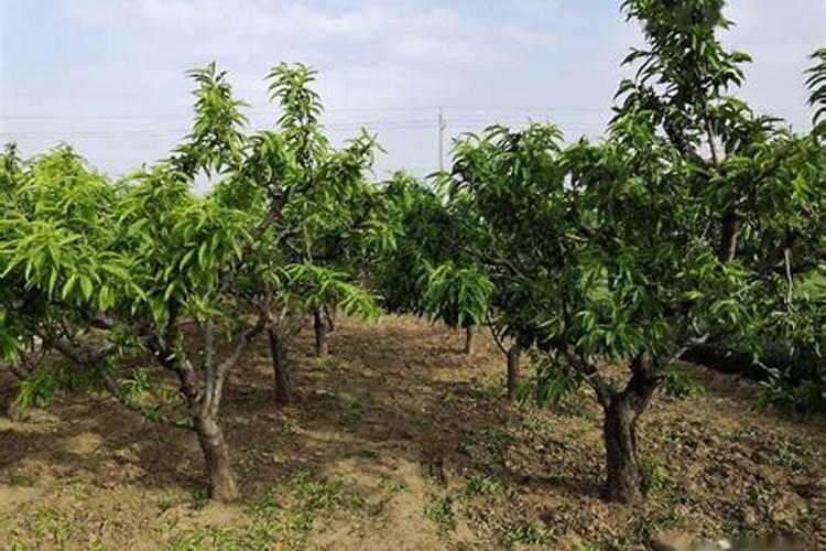 桃树硬核期施什么肥桃树硬核期怎么施肥