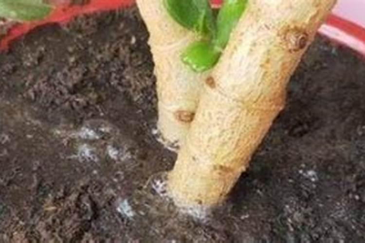 燃烧生物颗粒机那里有