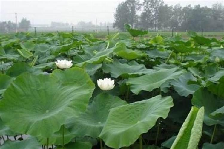 白毛夏枯草植物栽培