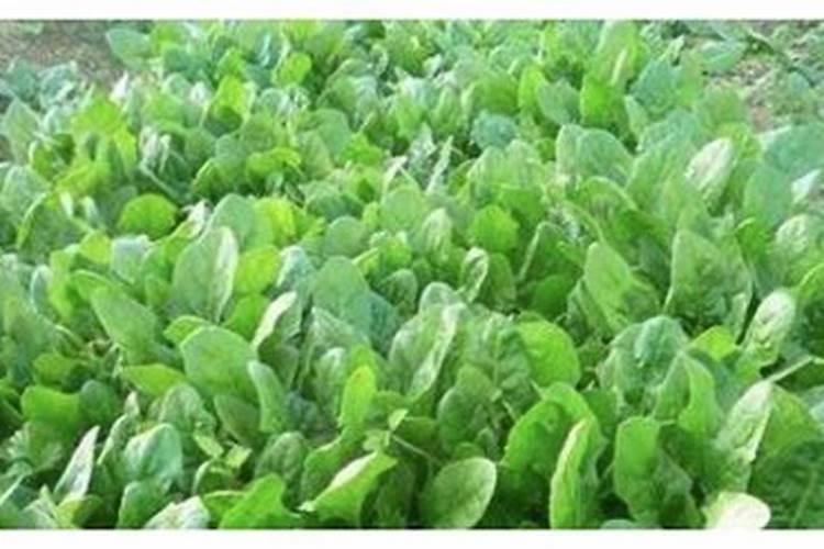 玉米底肥一次性施肥 氮磷钾 各用多少？