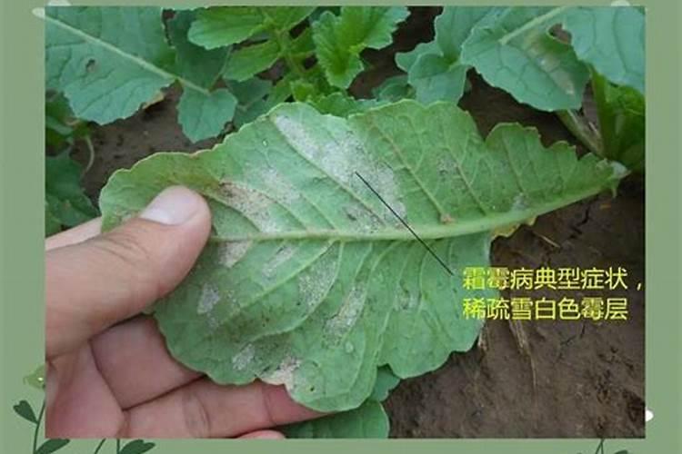 油菜什么时候施硼肥