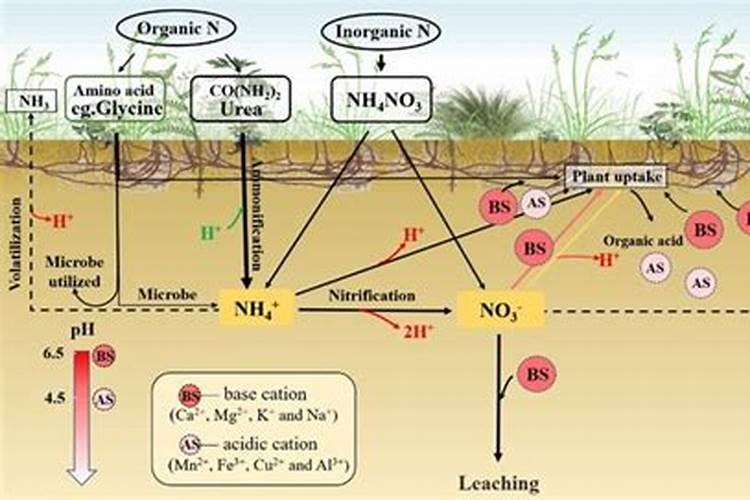 氮肥在土壤中的有效期