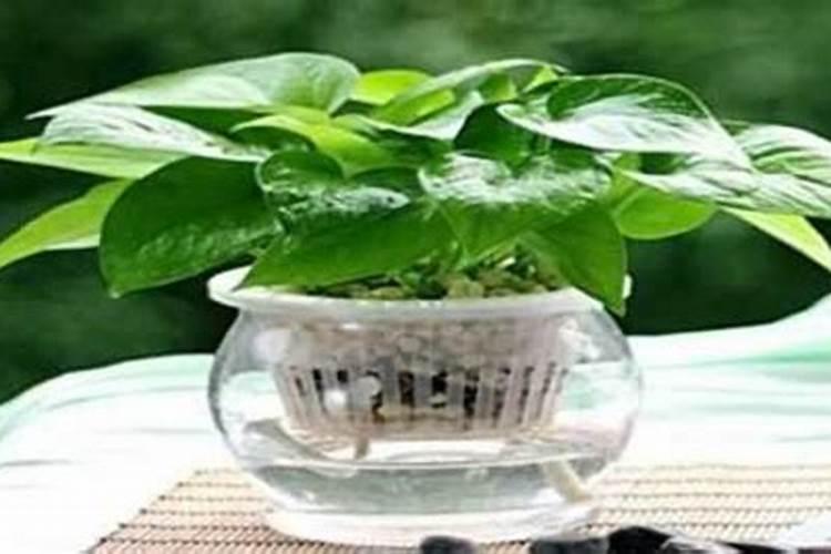 水培的白鹤芋该怎么养