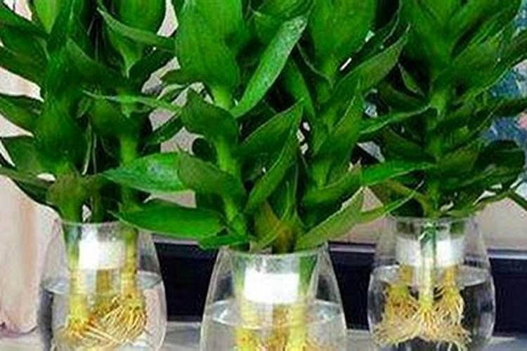 观音竹水培怎么养才能更旺盛