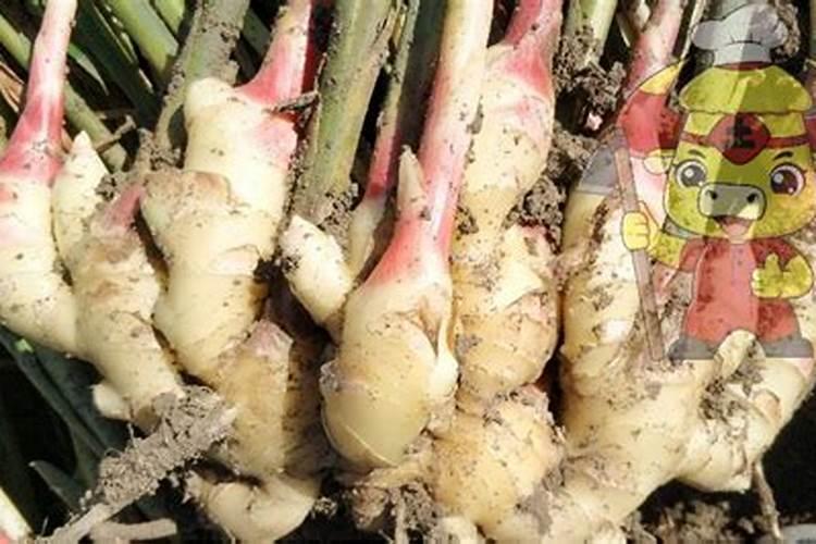 硅肥是一种新型肥料吗硅肥是酸性还是碱性？