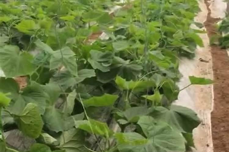 黄瓜缓苗水应该浇多少生根肥一亩地浇多少生根粉才合适？