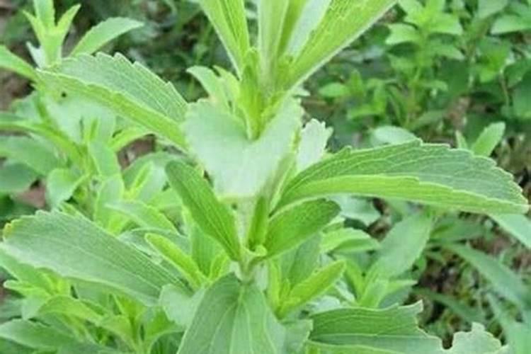 什么肥可促进花芽分化