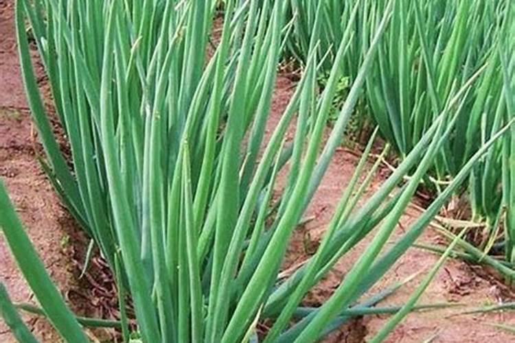 种香葱用什么肥料最好