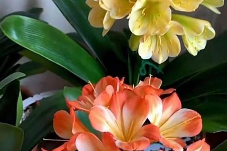 君子兰需要什么肥料