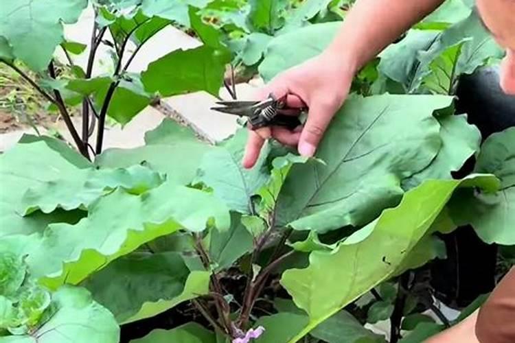 辣椒膨果期用哪种肥料比较好？辣椒喷施昆仑风叶面肥料？