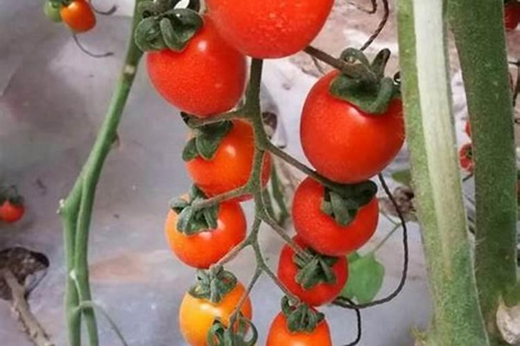 黄瓜秧打药多黄叶薄可以打芸苔素硫体硼和尿素一起打吗