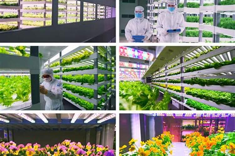 小麦专用肥都有什么牌子