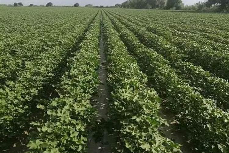 蟹爪兰的气生根有什么用