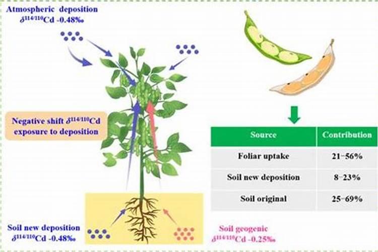 磷对大豆的开花期有哪些影响？