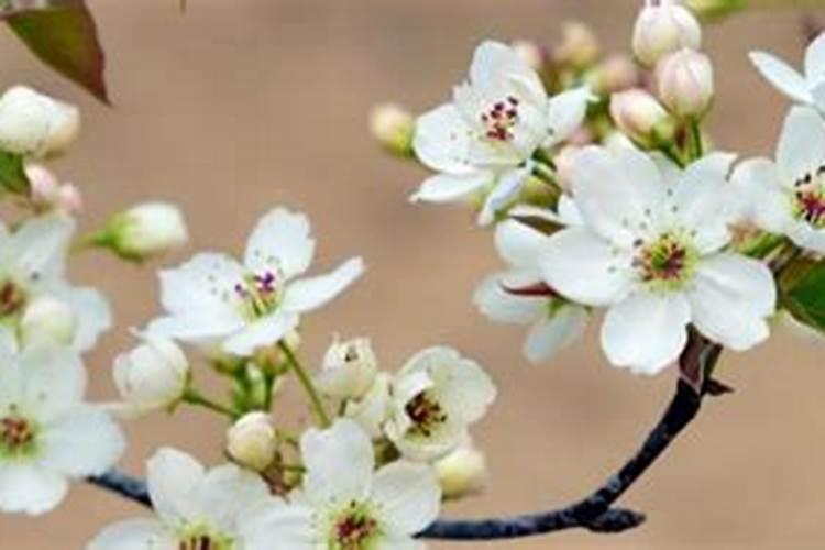 栀子花用什么土最好