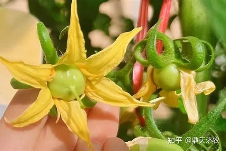 香蕉缺素症状施什么肥