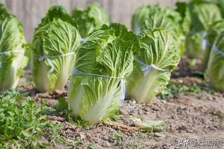 植物发黄缺少什么营养