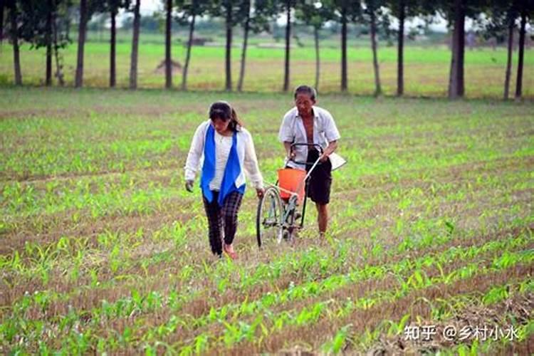 玉米地追两次尿素什么时候最好