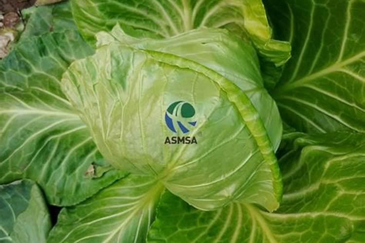 农作物肥料在什么时间最好