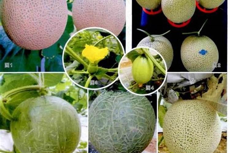 网纹瓜定植30天能喷叶面肥吗？